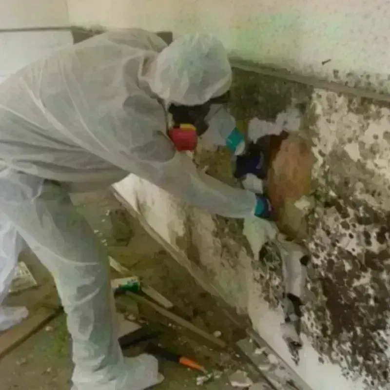 Mold Remediation and Removal in Port Byron, IL